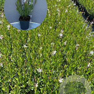 Gaura l. 'Whirling Butterflies' GM 2,0L