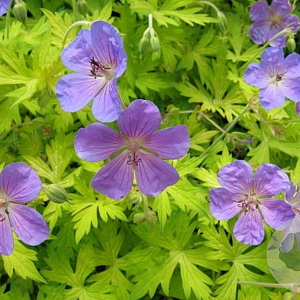 Geranium Blue Sunrise GM P9 Chemievrij