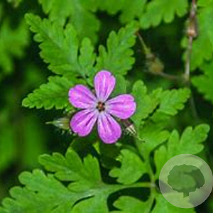 Geranium robertianum GM P9 Chemievrij