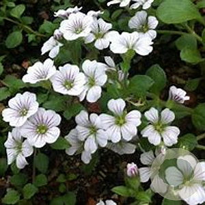 Gypsophila cerastioides GM P9 Chemievrij