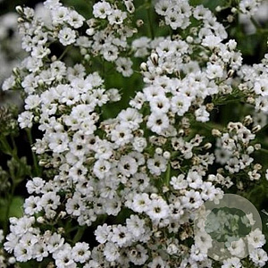 Gypsophila paniculata GM P9 Chemievrij