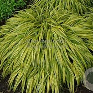 Hakonechloa macra 'Albostriata' GM P9 Chemievrij