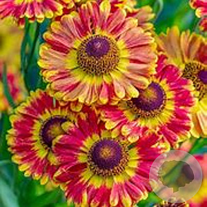 Helenium 'Fuego' GM P9 Chemievrij