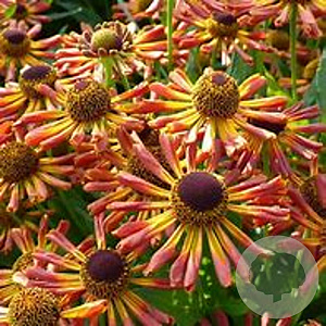 Helenium 'Loysder Wieck' GM P9 Chemievrij