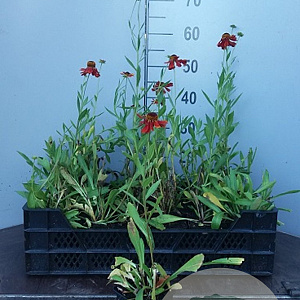 Helenium 'Moerheim Beauty' GM P9 Chemievrij