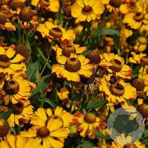 Helenium 'Rauchtopas' GM P9 Chemievrij