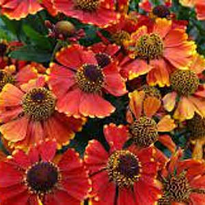 Helenium 'Red Jewel' GM P9