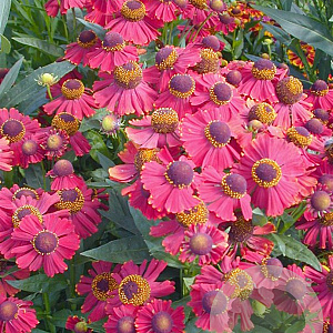 Helenium 'Red Jewel' GM P9