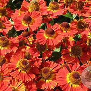 Helenium 'Salsa' GM P9 Chemievrij