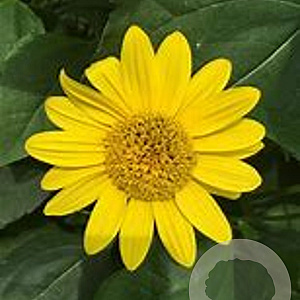 Helianthus dec. 'Capenoch Star' GM P9 Chemievrij