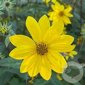 Helianthus microcephalus GM P9 Chemievrij