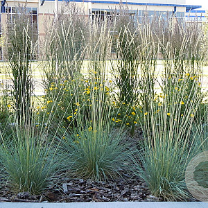 Helictotrichon sem. 'Saphirsprudel' GM P9 Chemievrij