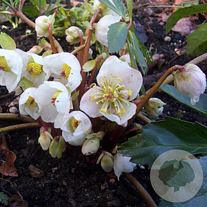 Helleborus n. 'Praecox' GM P9 Chemievrij