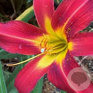 Hemerocallis 'Autumn Red' GM P9 Chemievrij