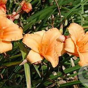 Hemerocallis 'Baley Hay' GM P9 Chemievrij