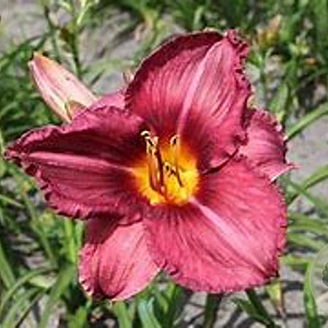 Hemerocallis 'Byzantine Emperor' GM P9 Chemievrij