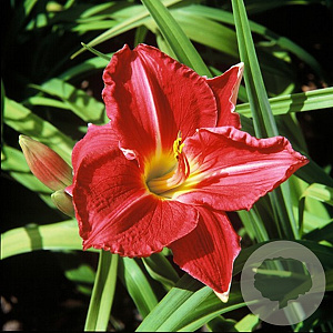Hemerocallis 'Charles Johnston' GM P9