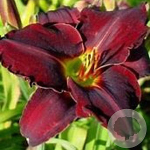 Hemerocallis 'Ed Murray' GM P9 Chemievrij