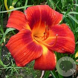Hemerocallis 'Holiday Delight' GM P9 Chemievrij