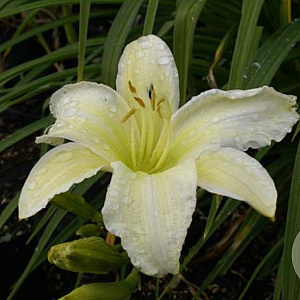 Hemerocallis 'Light the Way' GM P9 Chemievrij