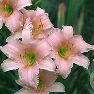 Hemerocallis 'Luxury Lace' GM P9 Chemievrij