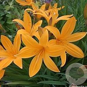 Hemerocallis middendorffii GM P9 Chemievrij