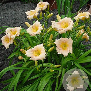 Hemerocallis 'Mini Pearl' GM P9