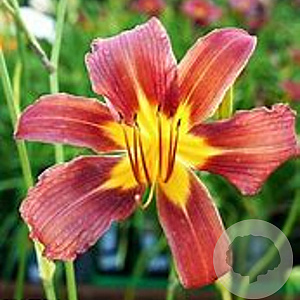 Hemerocallis 'Purple Waters' GM P9 Chemievrij