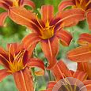 Hemerocallis 'Rajah' GM P9 Chemievrij