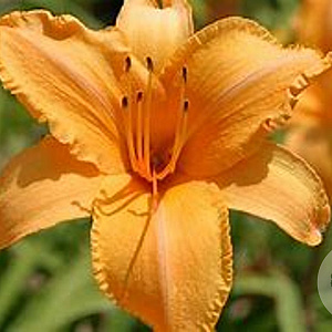 Hemerocallis 'Ruffled Apricot' GM P9 Chemievrij