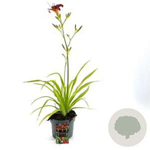 Hemerocallis 'Sammy Russell' GM P9 Chemievrij