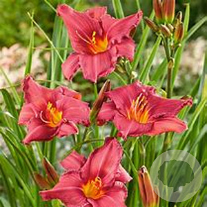 Hemerocallis 'Summer Wine' GM P9 Chemievrij