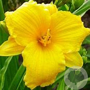 Hemerocallis 'Texas Sunlight' GM P9 Chemievrij