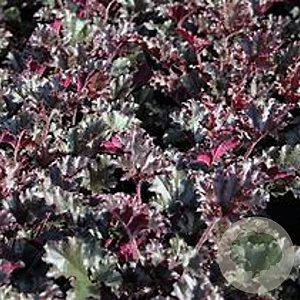 Heuchera 'Dark Secret' GM P9 Chemievrij
