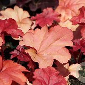 Heuchera 'Fire Alarm' GM P9 Chemievrij