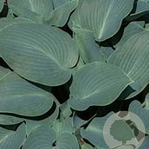 Hosta 'Blue Mammoth' GM P9 Chemievrij