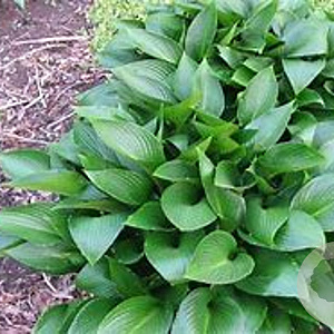 Hosta 'Devon Green' GM P9 Chemievrij