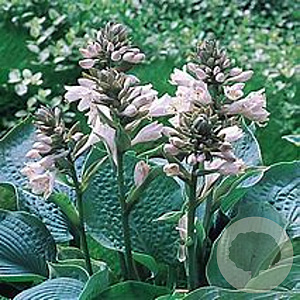 Hosta 'Elegans' GM P9 Chemievrij