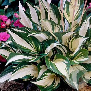 Hosta 'Fire and Ice' GM P9 Chemievrij
