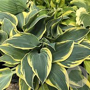 Hosta 'First Frost' GM P9 Chemievrij