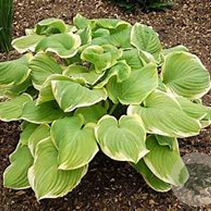 Hosta 'Fragrant Bouquet' GM P9 Chemievrij