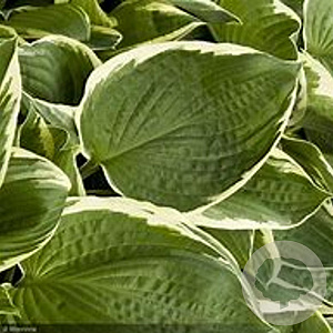 Hosta 'Francee' GM P9 Chemievrij