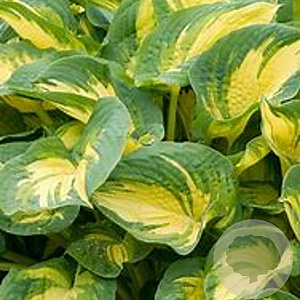 Hosta 'Great Expectations' GM P9 Chemievrij