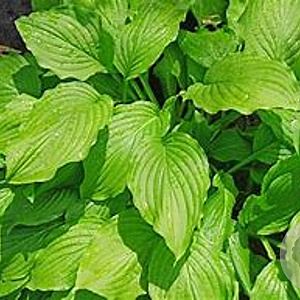 Hosta 'Honeybells' GM P9 Chemievrij