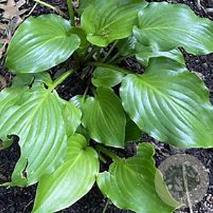 Hosta 'Invincible' GM P9 Chemievrij