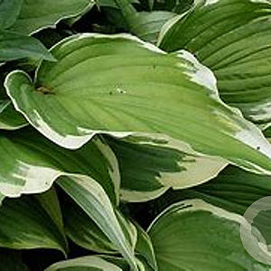 Hosta 'Moerheim' GM P9 Chemievrij