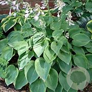 Hosta 'Toy Soldier' GM P9