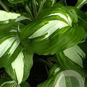 Hosta 'Undulata Univittata' GM P9 Chemievrij