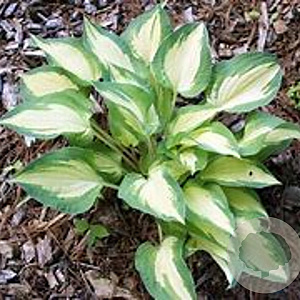 Hosta 'Xanadu' GM P9 Chemievrij