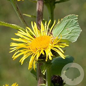 Inula helenium GM P9